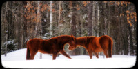 Animal Friends
