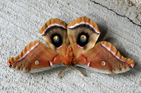 Creatures of Behr Lake
