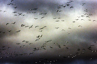 Migration