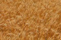 North Dakota