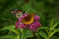 Butterflies