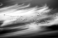 Migration
