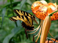 Butterflies