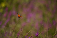 Butterflies