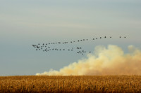 Migration