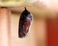Journey of the Monarch