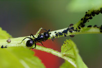 Small Creatures