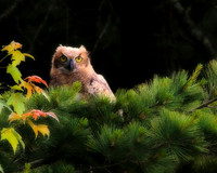 The Bird House