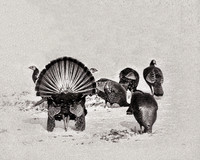 Thanksgiving
