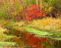Serenity